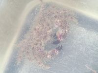 gbif image for Pilumnus sayi