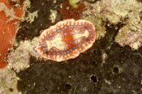 gbif image for Chromodoris clenchi