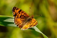 gbif image for Phyciodes mylitta