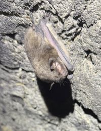 gbif image for Myotis sodalis