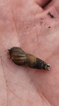 gbif image for Juga nigrina