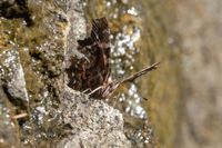 gbif image for Polygonia faunus