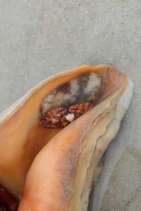 gbif image for Porcellana sayana