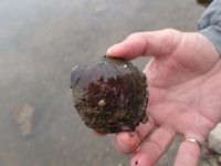 gbif image for Fusconaia ebena