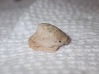 gbif image for Crucibulum striatum