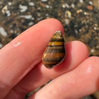 gbif image for Lithasia wheatleyi