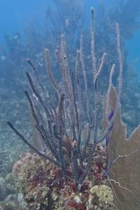 gbif image for Plexaura flexosa