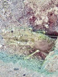 gbif image for Alpheus floridanus