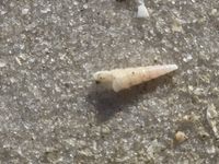 gbif image for Turritella acropora