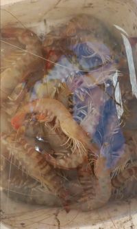 gbif image for Penaeus aztecus