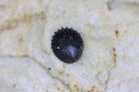 gbif image for Helcion pectunculus