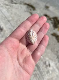 gbif image for Crepidula maculosa