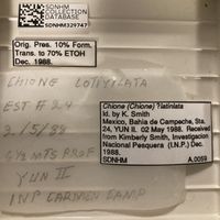 gbif image for Chione latilirata