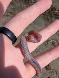 gbif image for Glycera americana