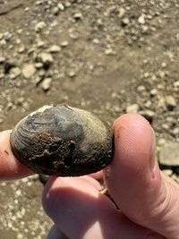 gbif image for Toxolasma lividus