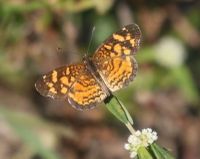 gbif image for Anthanassa frisia