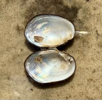 gbif image for Toxolasma paulus