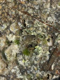 gbif image for Eurypanopeus depressus