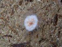 gbif image for Paracyathus pulchellus