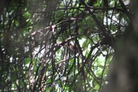 gbif image for Catharus fuscescens