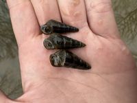 gbif image for Pleurocera prasinata