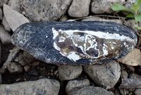 gbif image for Cucumerunio novaehollandiae