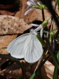 gbif image for Pieris virginiensis