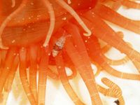 gbif image for Leucothoidae