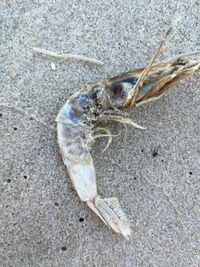 gbif image for Parapenaeus longirostris