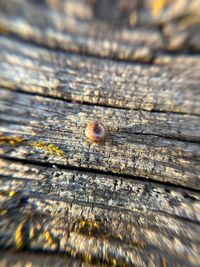 gbif image for Gastrodonta interna