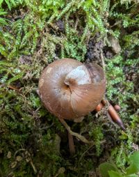 gbif image for Gastrodonta interexta