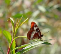 gbif image for Limenitis lorquini