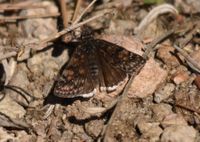 gbif image for Erynnis pacuvius