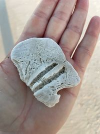 gbif image for Encope michelini