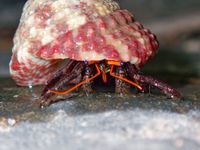 gbif image for Pylopagurus corallinus