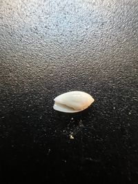 gbif image for Olivella watermani