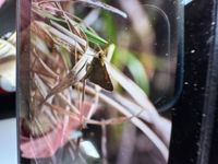 gbif image for Polites themistocles