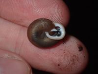 gbif image for Triodopsis tridentata