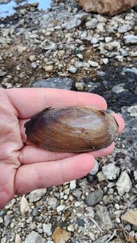 gbif image for Elliptio dilatata