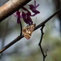 gbif image for Amblyscirtes aesculapius