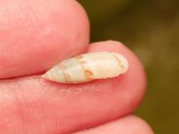 gbif image for Olivella floralia