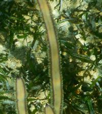 gbif image for Pterogorgia guadalupensis