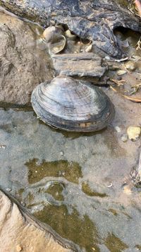 gbif image for Lampsilis radiata