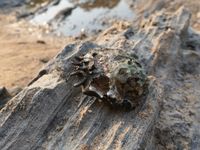 gbif image for Etheria elliptica