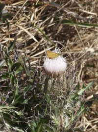 gbif image for Atrytone logan