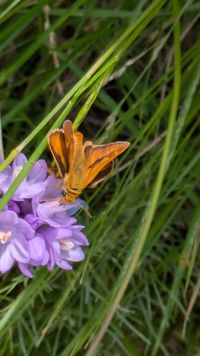 gbif image for Ochlodes agricola