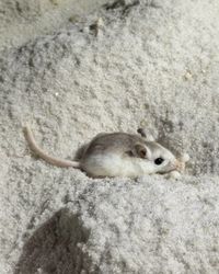 gbif image for Peromyscus polionotus