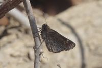 gbif image for Amblyscirtes vialis