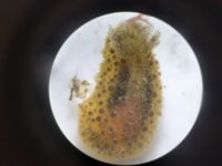 gbif image for Doris verrucosa