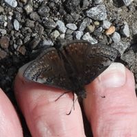 gbif image for Erynnis icelus